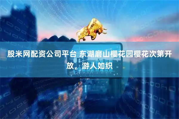 股米网配资公司平台 东湖磨山樱花园樱花次第开放，游人如织
